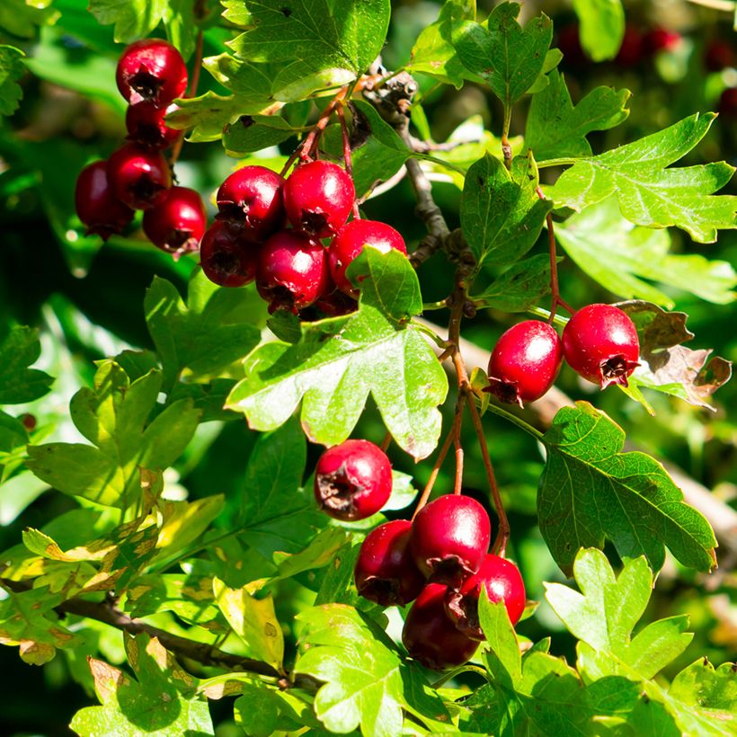 Crataegus laevigata - Zweigriffliger Weißdorn (Harvest)