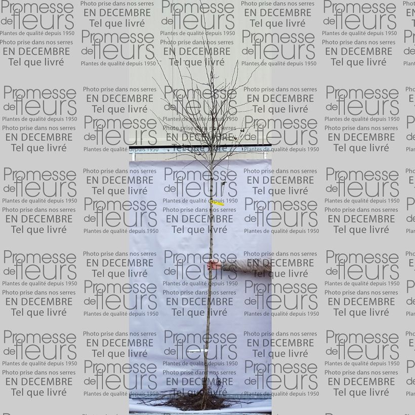 Example of Crataegus laevigata Paul's Scarlet - Zweigriffliger Weißdorn Wurzelnackt as you get