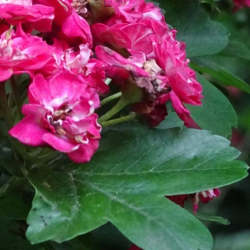 Crataegus laevigata Rosea Flore Pleno - Zweigriffliger Weißdorn (Foliage)