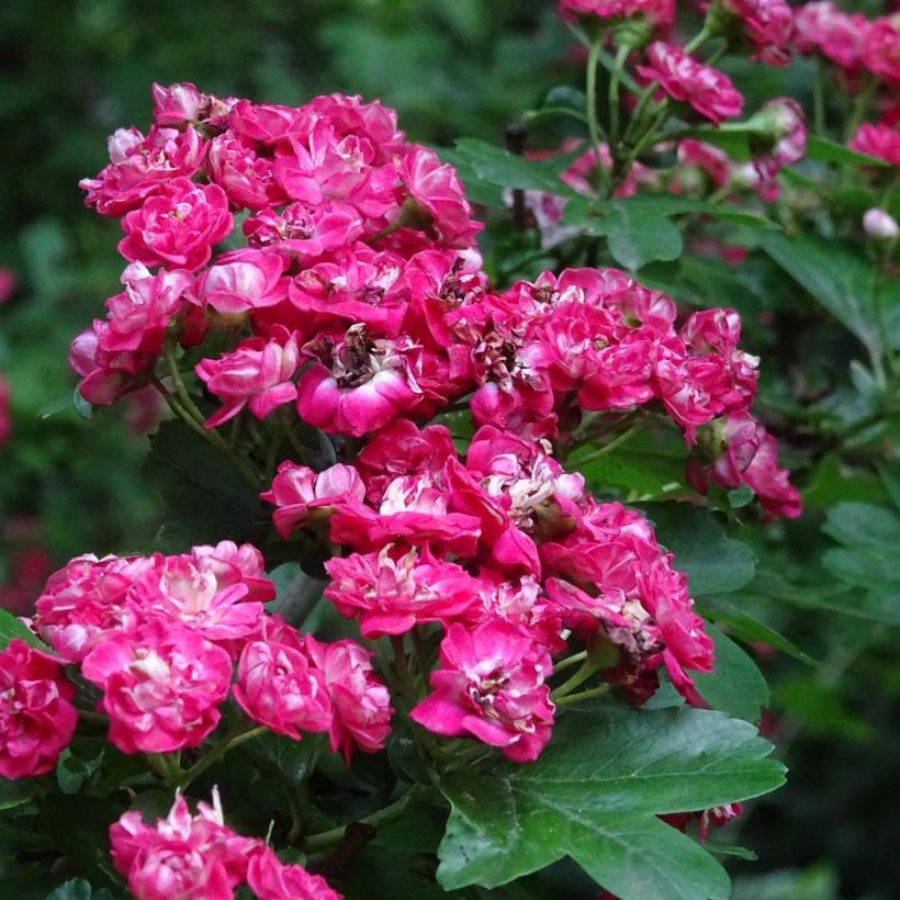 Crataegus laevigata Rosea Flore Pleno - Zweigriffliger Weißdorn (Flowering)