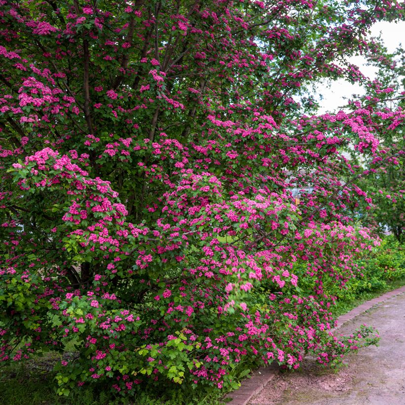 Crataegus laevigata Rosea Flore Pleno - Zweigriffliger Weißdorn (Plant habit)