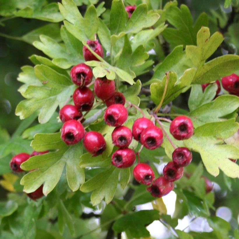 Crataegus monogyna Stricta - Eingriffliger Weißdorn (Foliage)