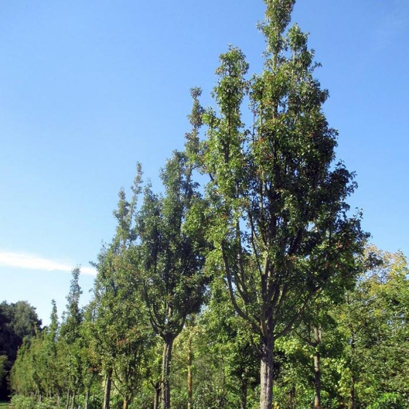 Crataegus monogyna Stricta - Eingriffliger Weißdorn (Plant habit)