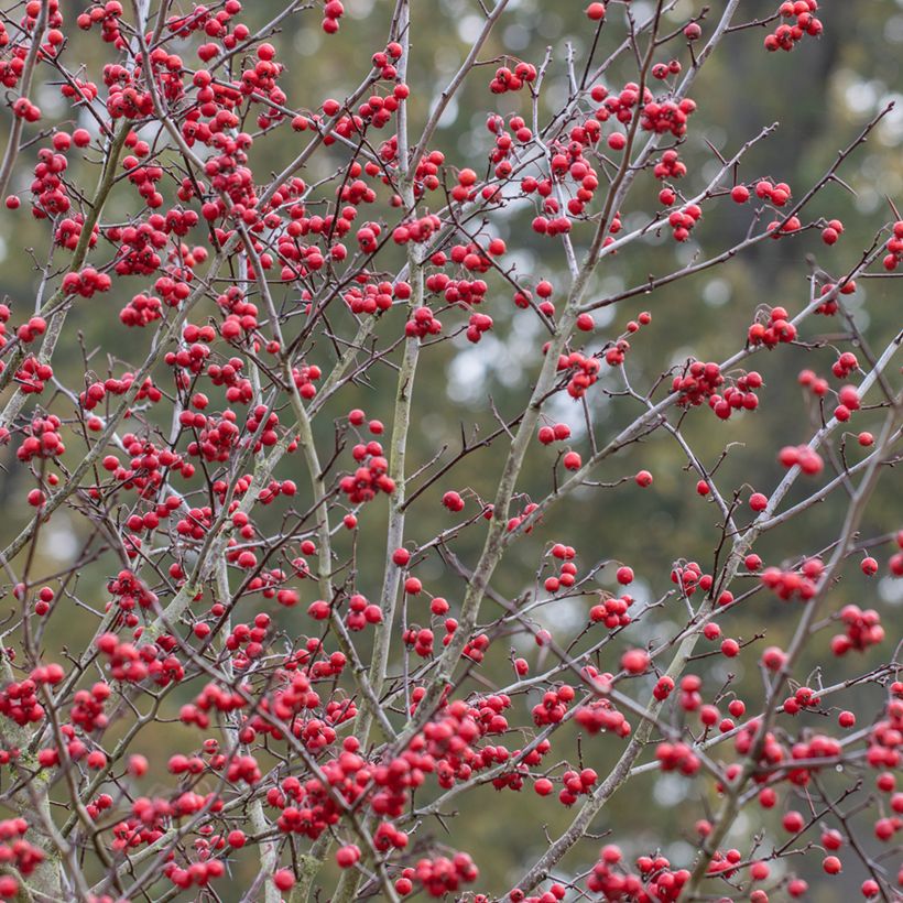 Crataegus prunifolia Splendens - Weißdorn (Harvest)