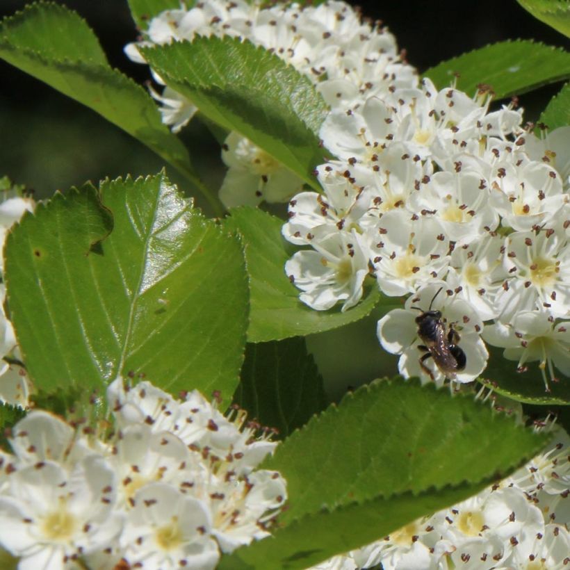 Crataegus prunifolia Splendens - Weißdorn (Foliage)