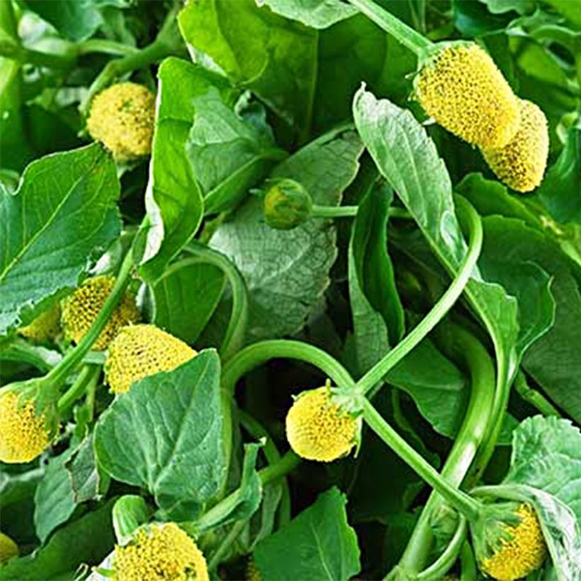 Parakresse - Spilanthes oleracea (Harvest)