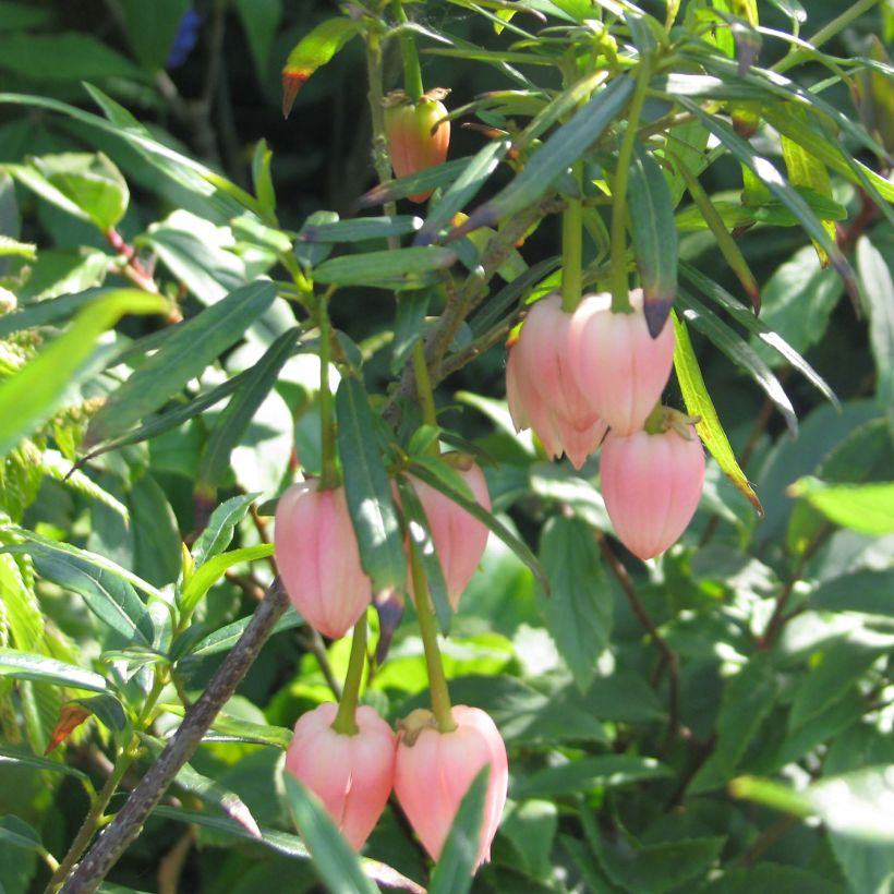 Crinodendron hookerianum Ada Hoffman - Crinodendron (Flowering)