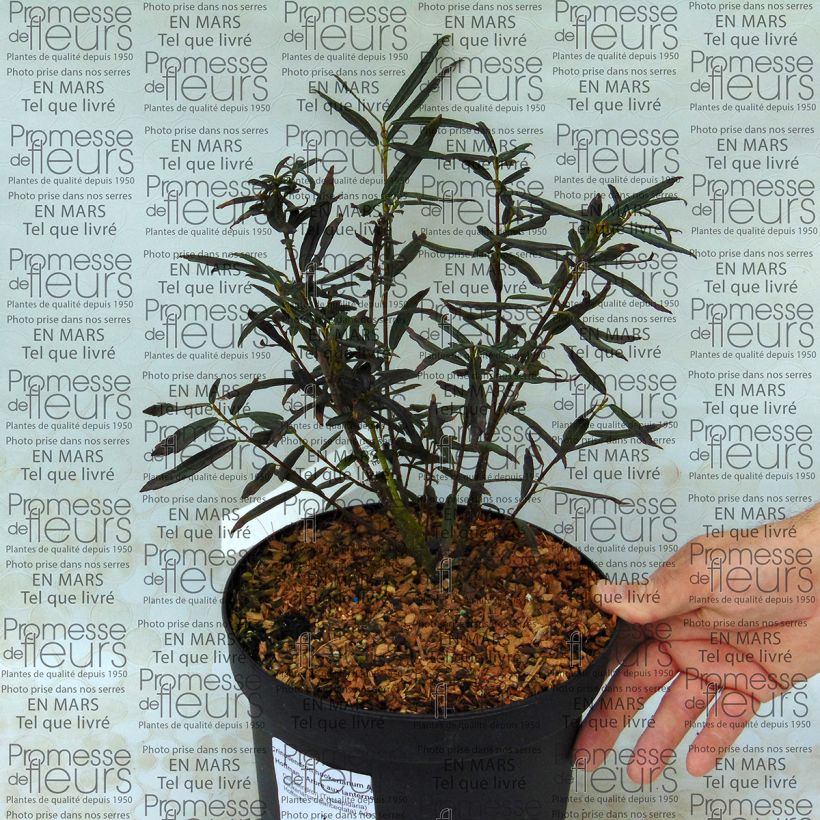 Example of Crinodendron hookerianum Ada Hoffman - Crinodendron Topf mit 4L/5L as you get