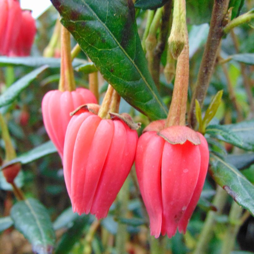 Crinodendron hookerianum - Crinodendron (Flowering)