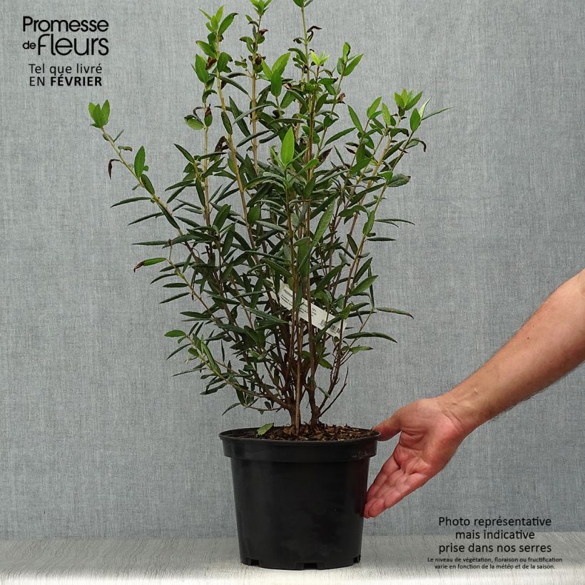 Example of Crinodendron hookerianum - Crinodendron Topf mit 4L/5L as you get in automne