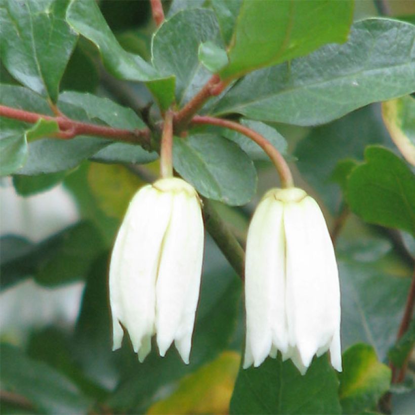 Crinodendron patagua - Crinodendron (Flowering)
