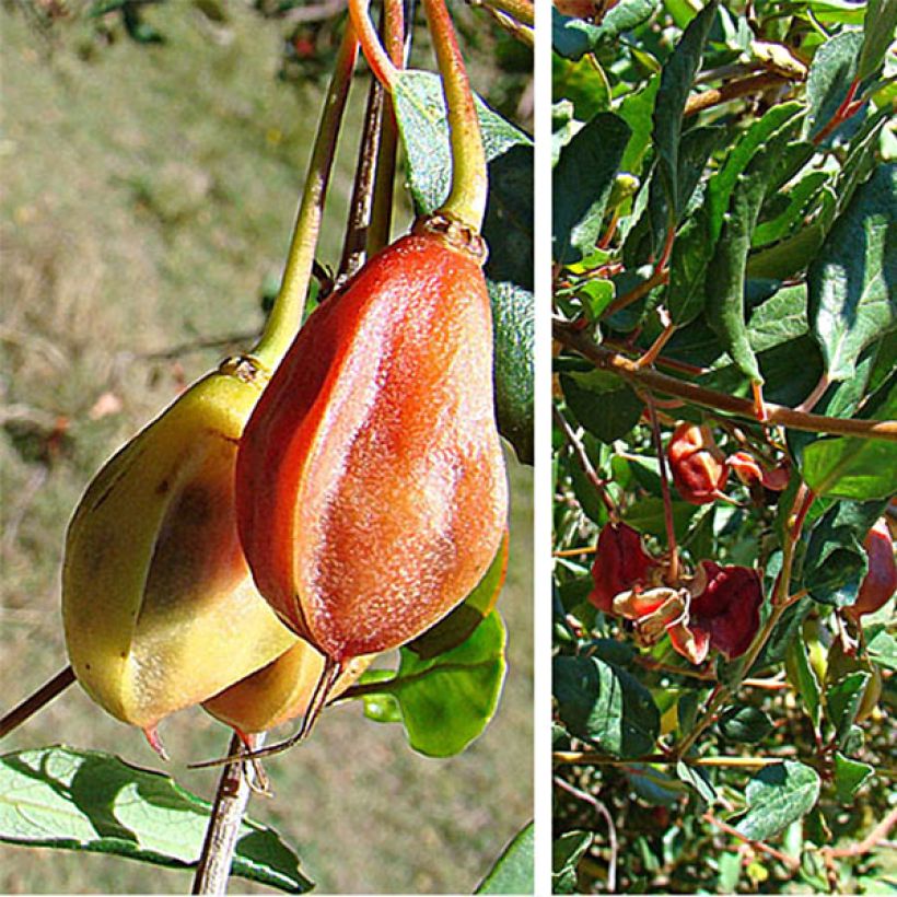 Crinodendron patagua - Crinodendron (Harvest)