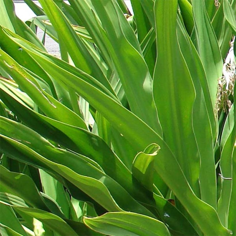 Crinum asiaticum - Hakenlilie (Foliage)