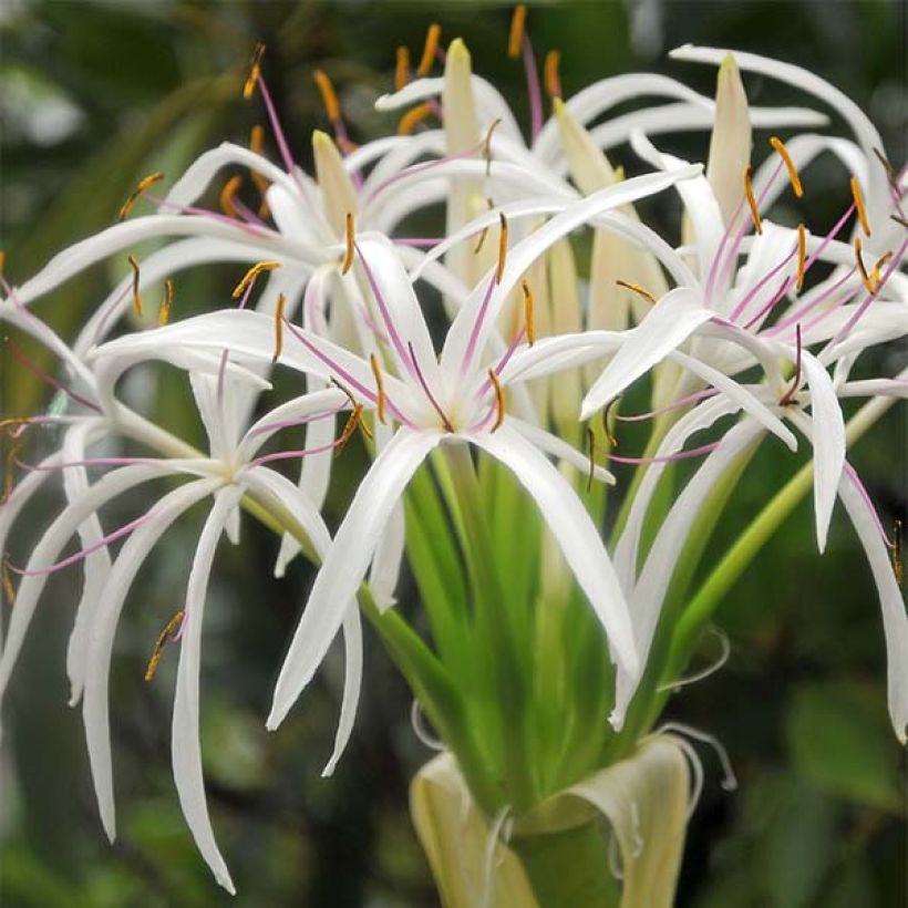 Crinum asiaticum - Hakenlilie (Flowering)