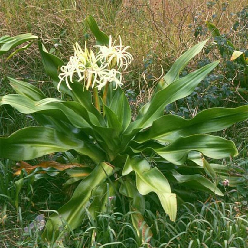 Crinum asiaticum - Hakenlilie (Plant habit)