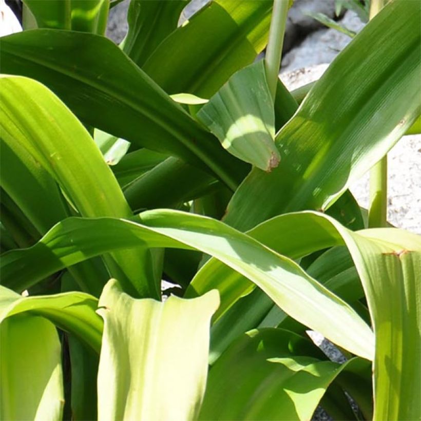 Crinum moorei - Hakenlilie (Foliage)