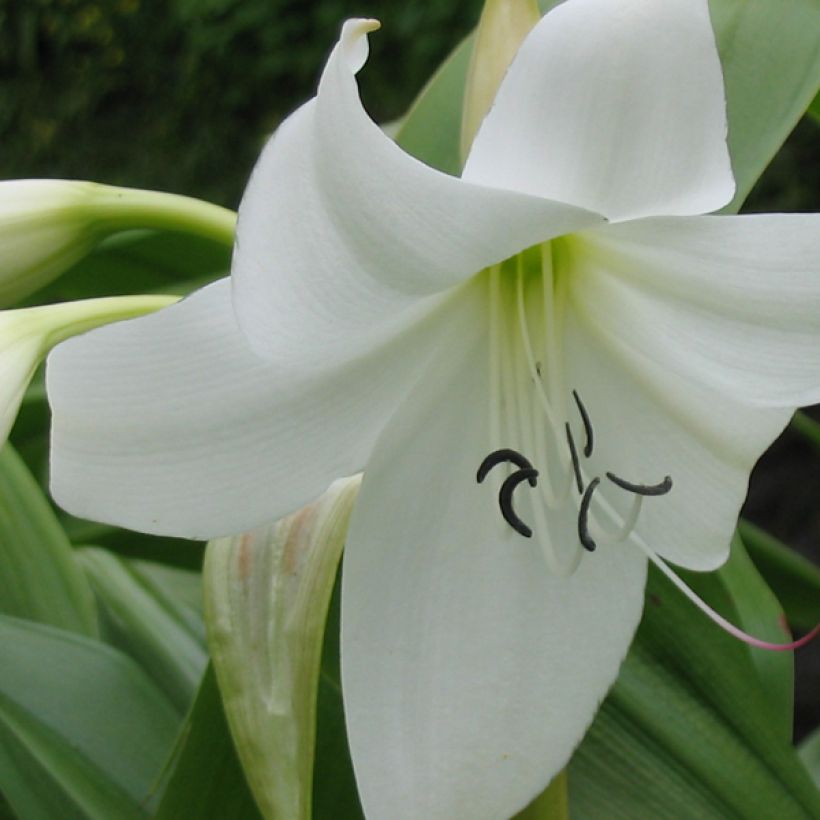 Crinum moorei Album - Hakenlilie (Flowering)