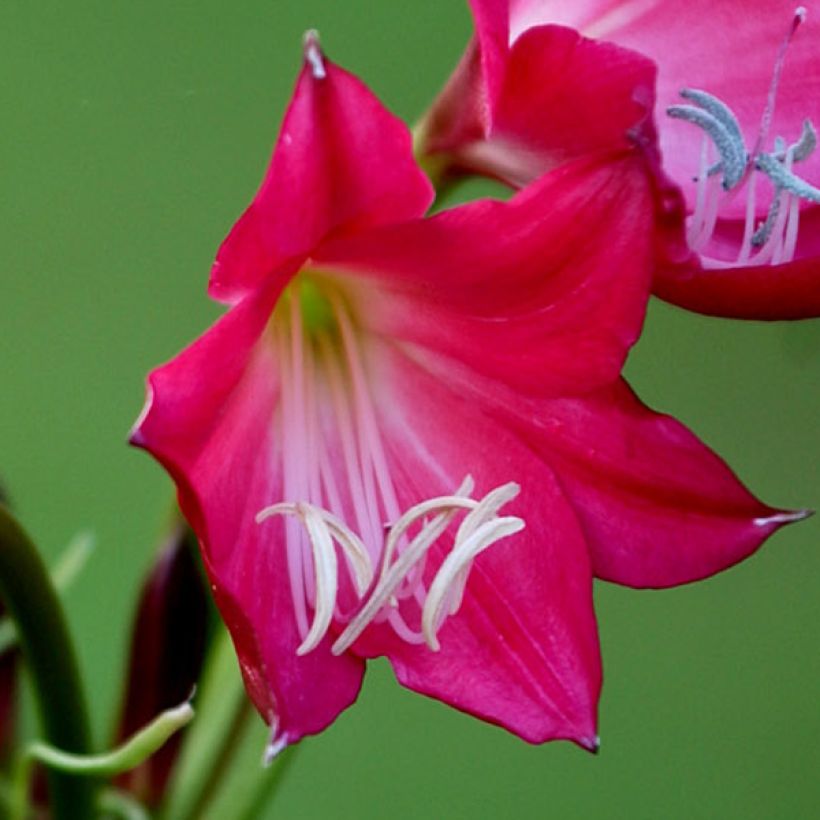 Crinum Ellen Bosanquet - Hakenlilie (Flowering)