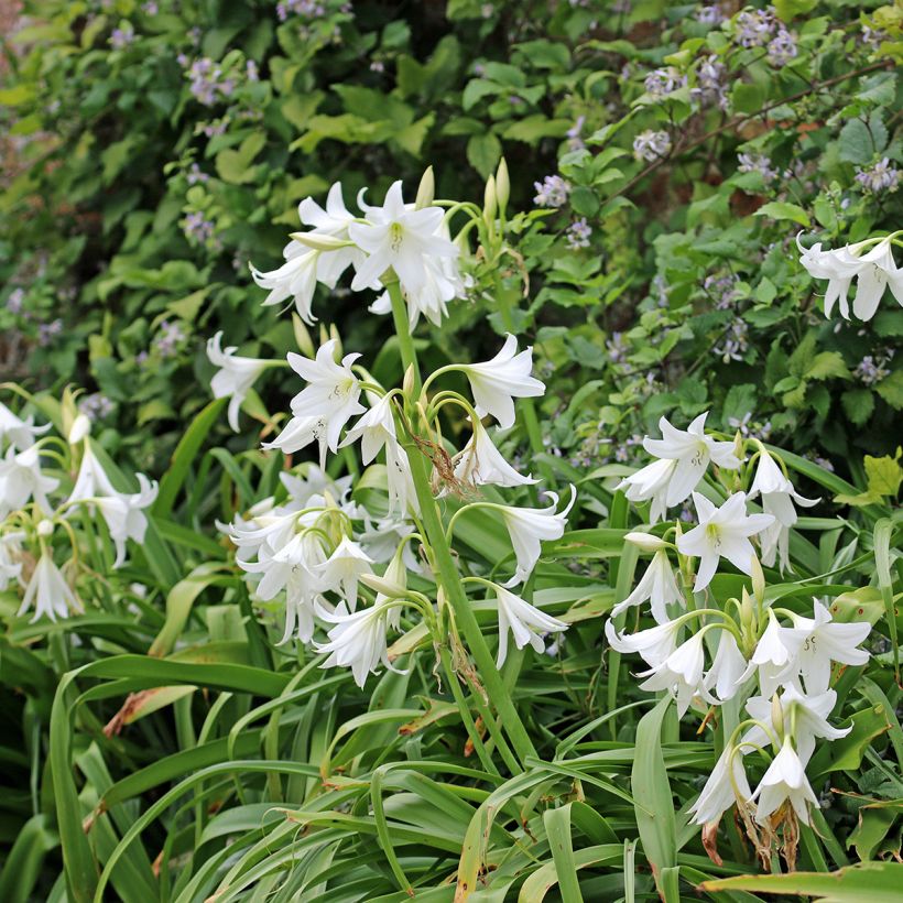 Crinum powellii Album - Hakenlilie (Plant habit)