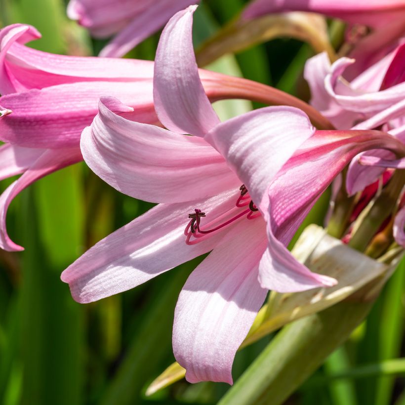Crinum powellii Rosea - Hakenlilie (Flowering)