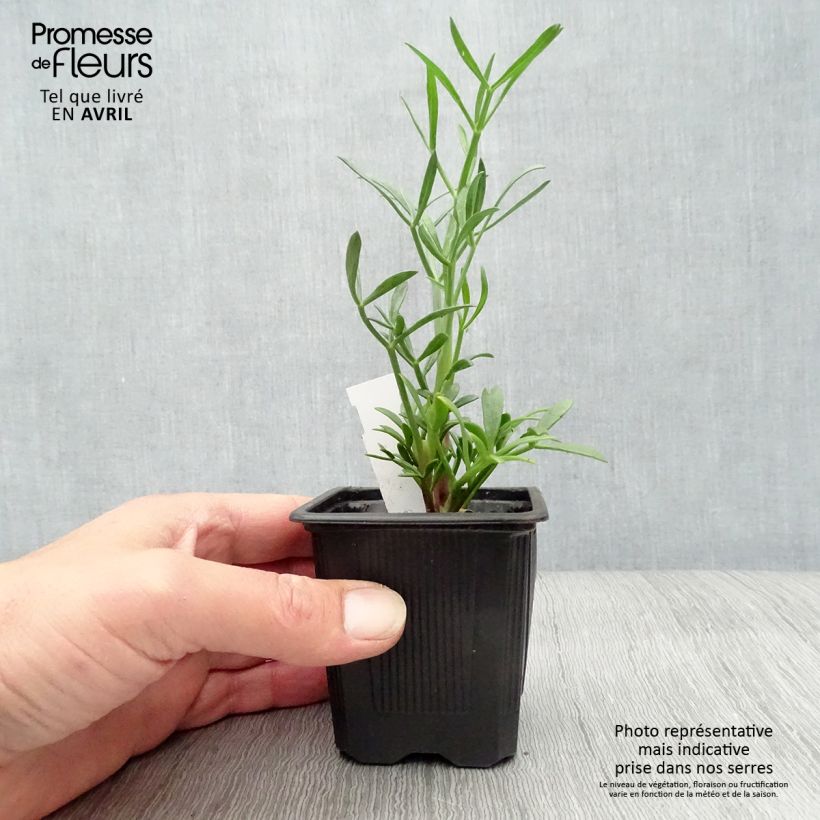 Exemplar von Meerfenchel - Crithmum maritimum Kleine Töpfe von 8/9 cm wie im Frühjahr geliefert