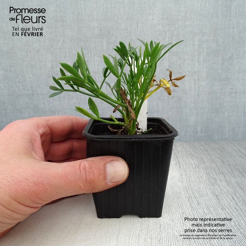 Exemplar von Meerfenchel - Crithmum maritimum Kleine Töpfe von 8/9 cm wie im Winter geliefert