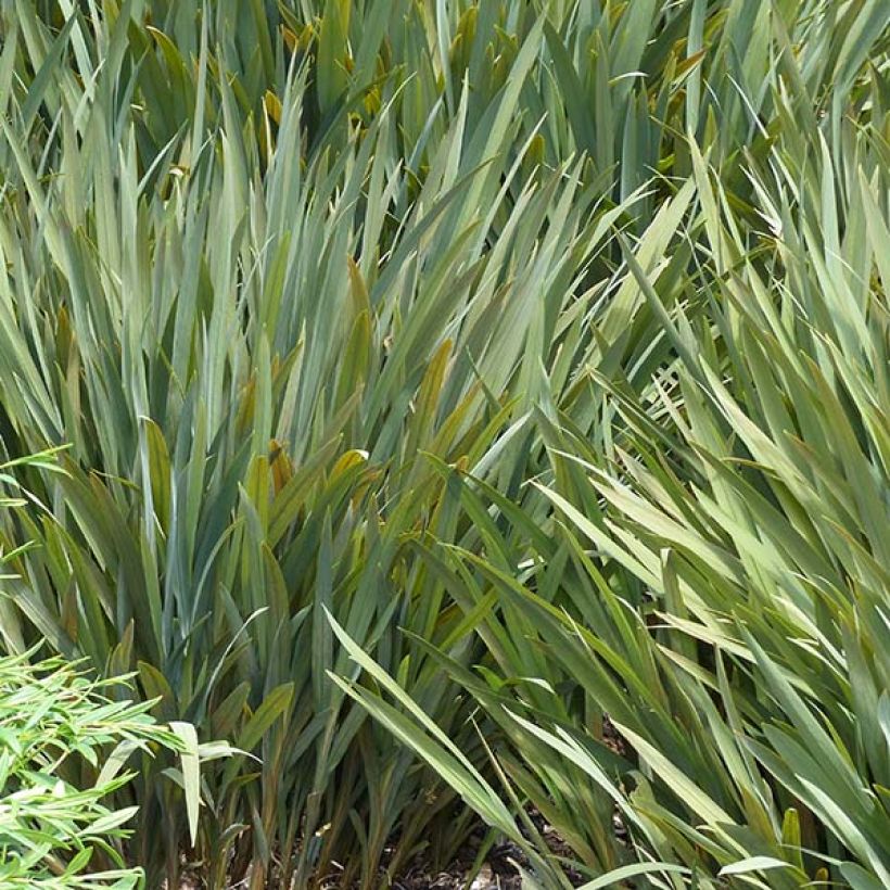 Montbretie Babylon - Crocosmia (Foliage)