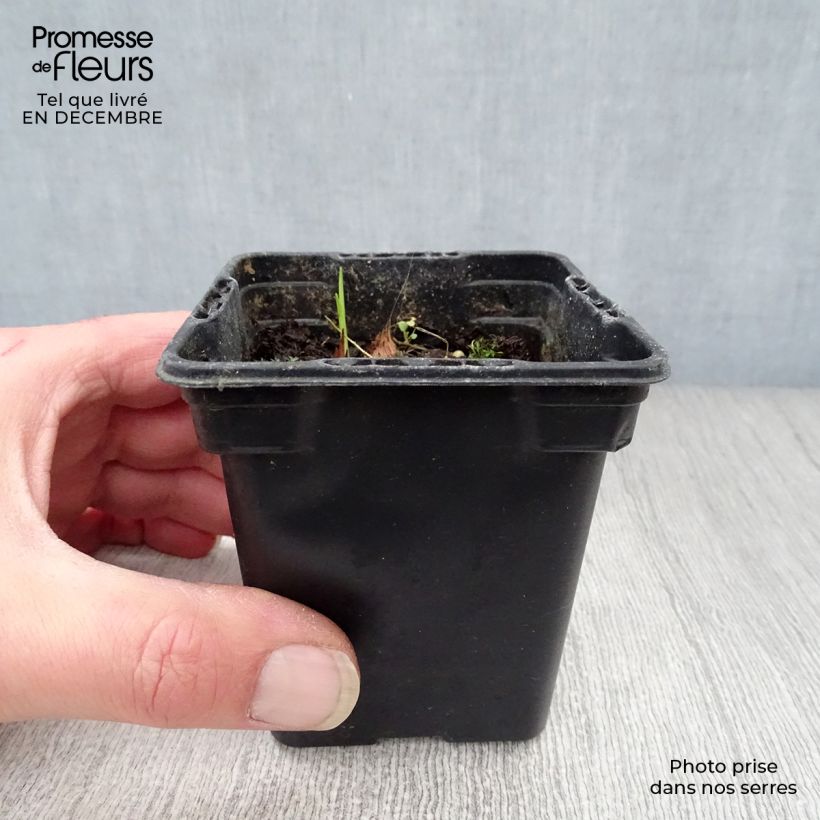 Exemplar von Montbretie Carmine Brillant - Crocosmia Kleine Töpfe von 7/8 cm wie im Winter geliefert