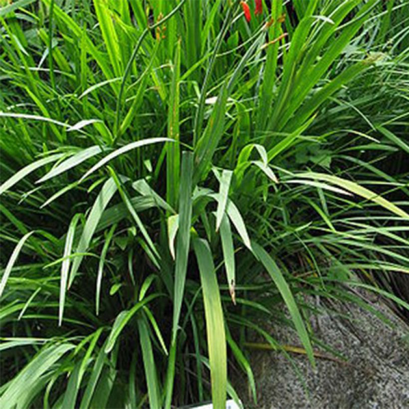 Montbretie Emberglow - Crocosmia (Foliage)