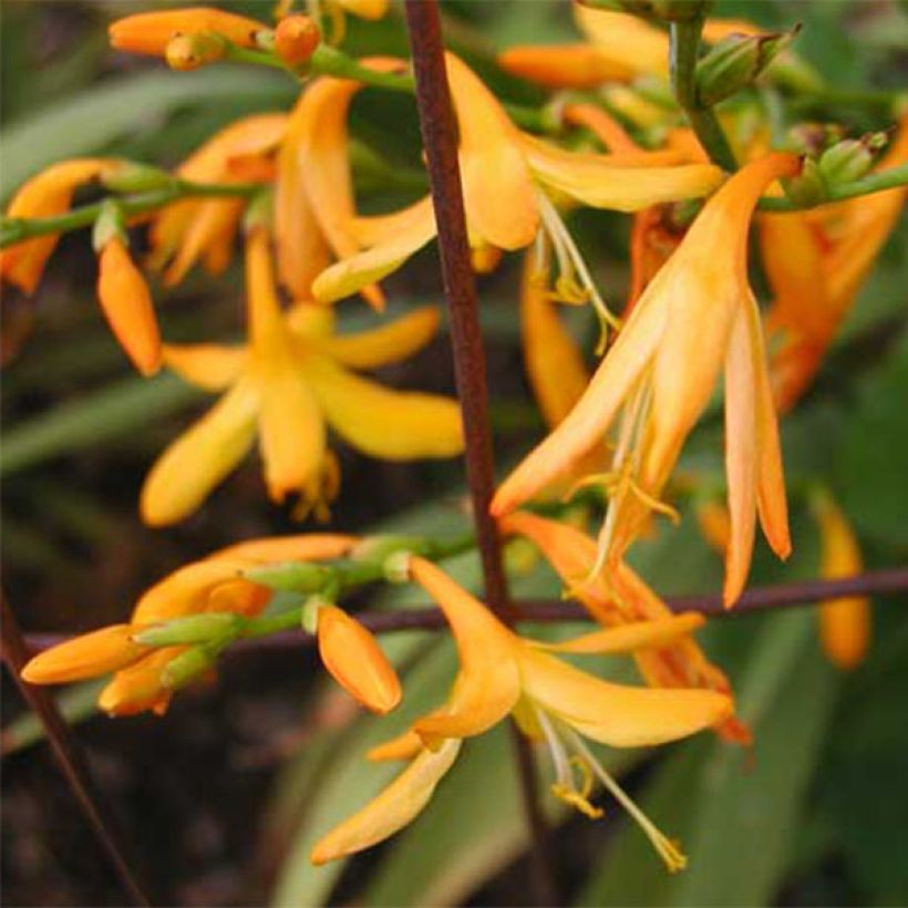 Montbretie George Davison - Crocosmia (Flowering)