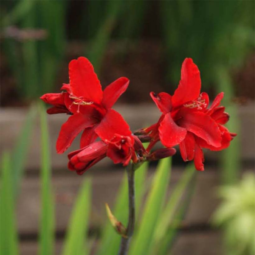 Montbretie Hellfire - Crocosmia (Flowering)