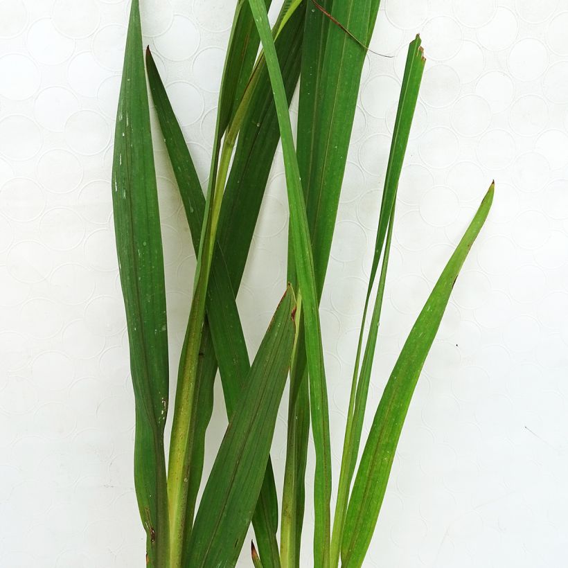 Montbretie Hellfire - Crocosmia (Foliage)