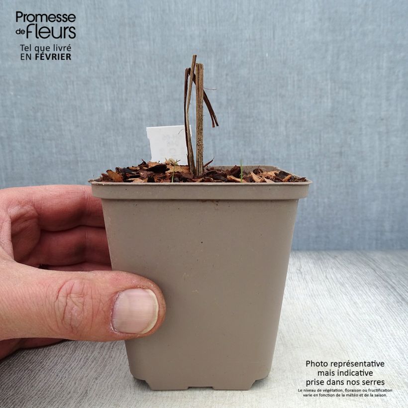 Exemplar von Montbretie Hellfire - Crocosmia Kleine Töpfe von 8/9 cm wie im Winter geliefert