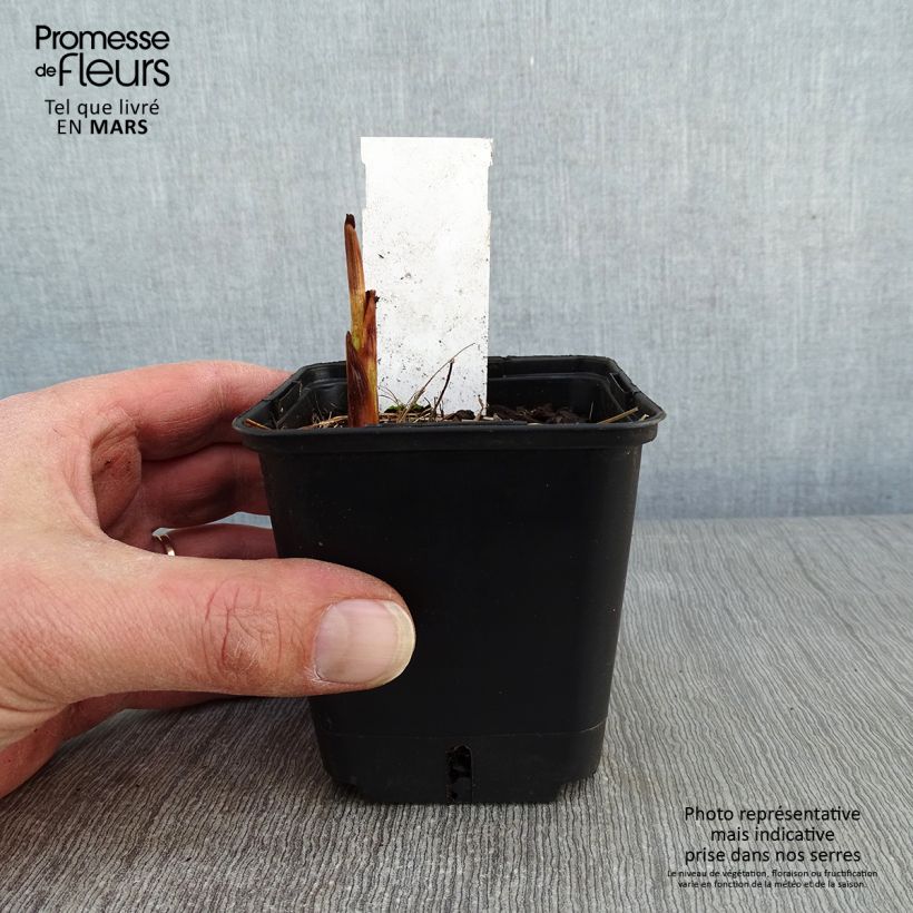 Exemplar von Montbretie Lucifer - Crocosmia Kleine Töpfe von 8/9 cm wie im Winter geliefert