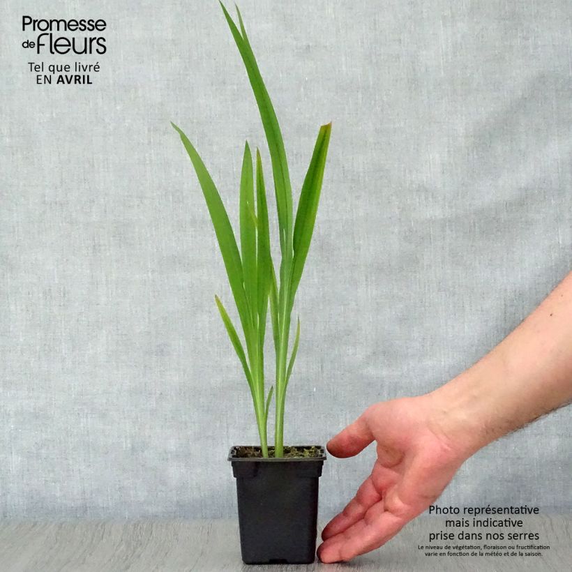 Exemplar von Montbretie Météore - Crocosmia Kleine Töpfe von 7/8 cm wie im Frühjahr geliefert