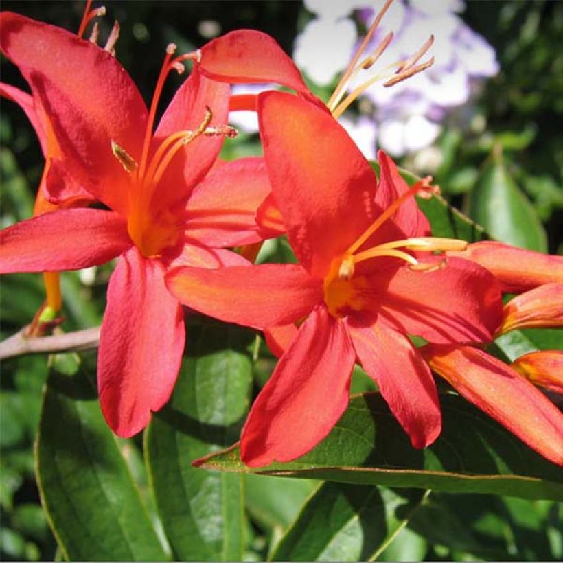 Montbretie Mistral - Crocosmia (Flowering)