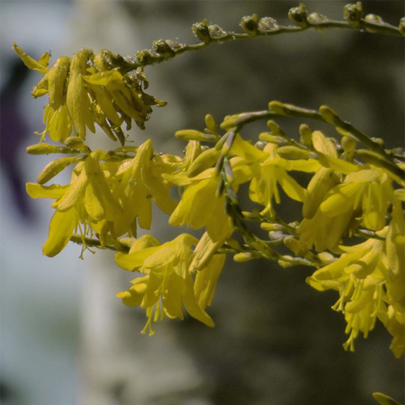 Montbretie Solfatare - Crocosmia (Flowering)