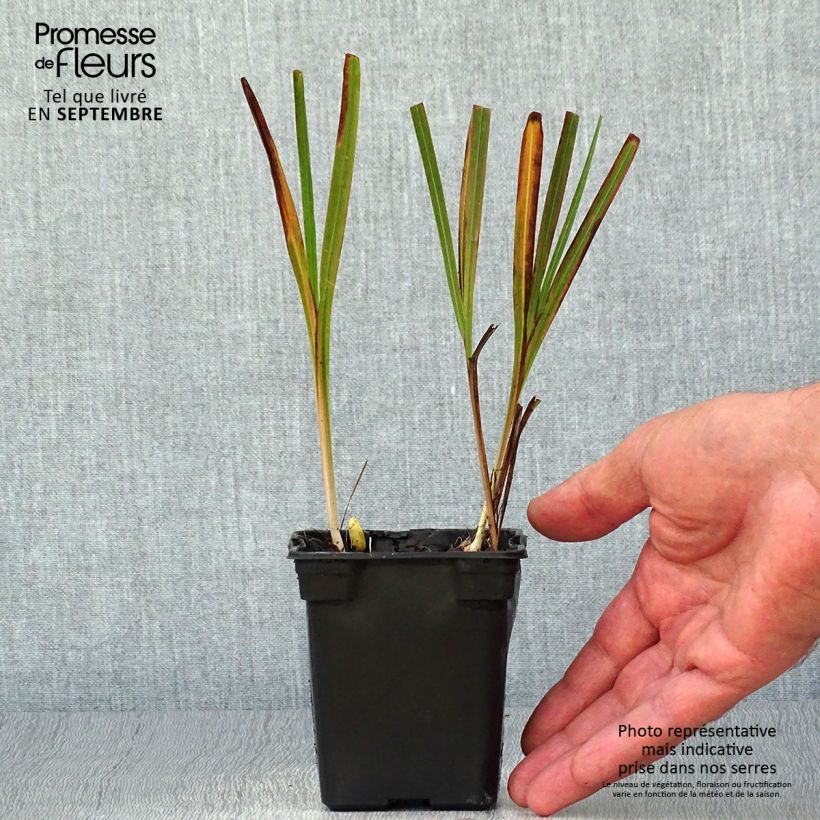 Example of Montbretie Emily McKenzie - Crocosmia Kleine Töpfe von 7/8 cm as you get in automne