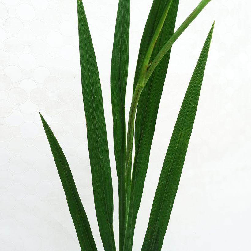 Montbretie Paul’s Best Yellow - Crocosmia (Foliage)