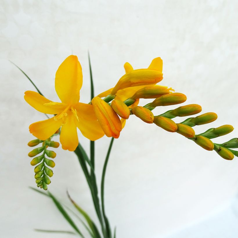 Montbretie Paul’s Best Yellow - Crocosmia (Flowering)