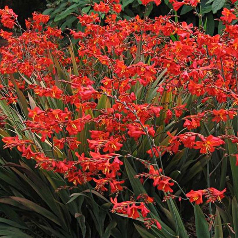 Montbretie Saracen - Crocosmia (Flowering)