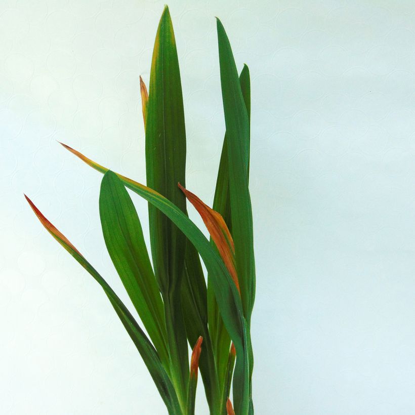 Montbretie Saracen - Crocosmia (Foliage)