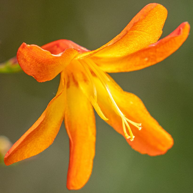 Montbretie Star of the East - Crocosmia (Flowering)