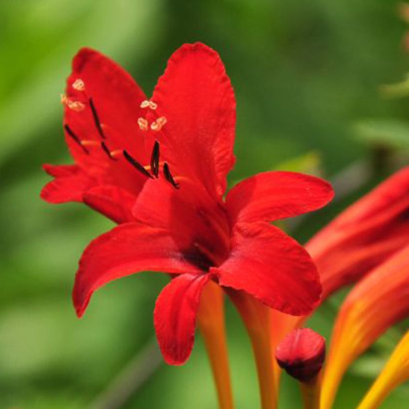 Montbretie - Crocosmia masoniorum (Flowering)