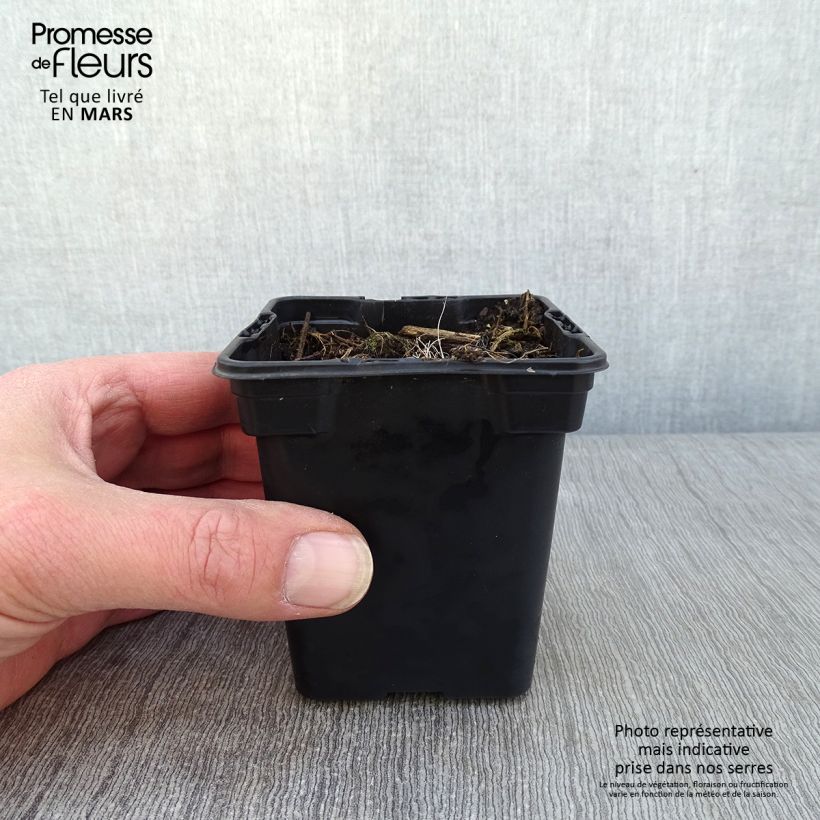 Exemplar von Montbretie Emily McKenzie - Crocosmia Kleine Töpfe von 7/8 cm wie im Winter geliefert