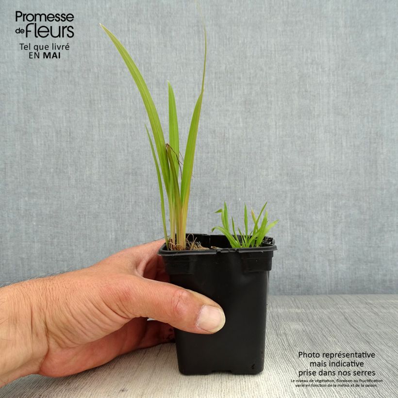 Exemplar von Montbretie Emily McKenzie - Crocosmia Kleine Töpfe von 7/8 cm wie im Frühjahr geliefert