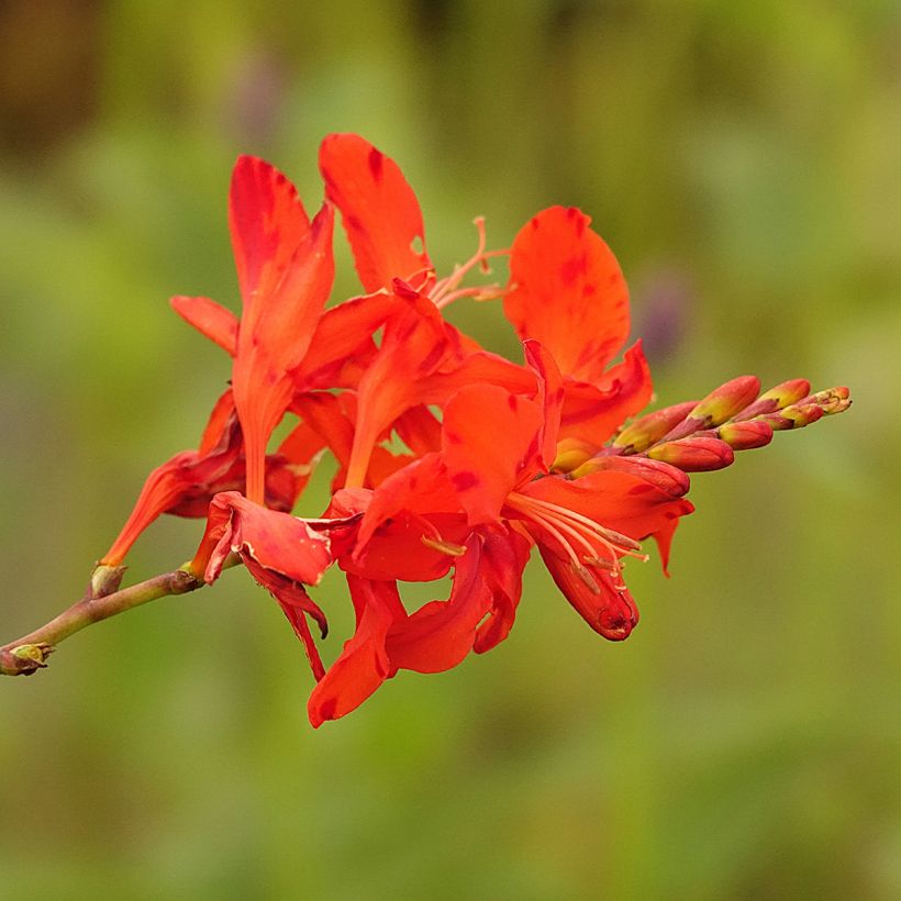 Montbretie Hellfire - Crocosmia (Blüte)