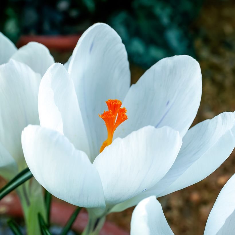 Großblütiger Krokus Jeanne D'Arc - Crocus (Flowering)