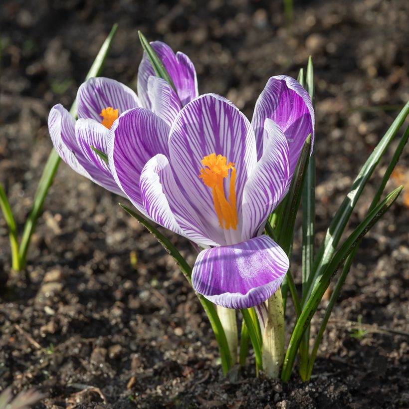 Großblütiger Krokus Pickwick - Crocus (Flowering)