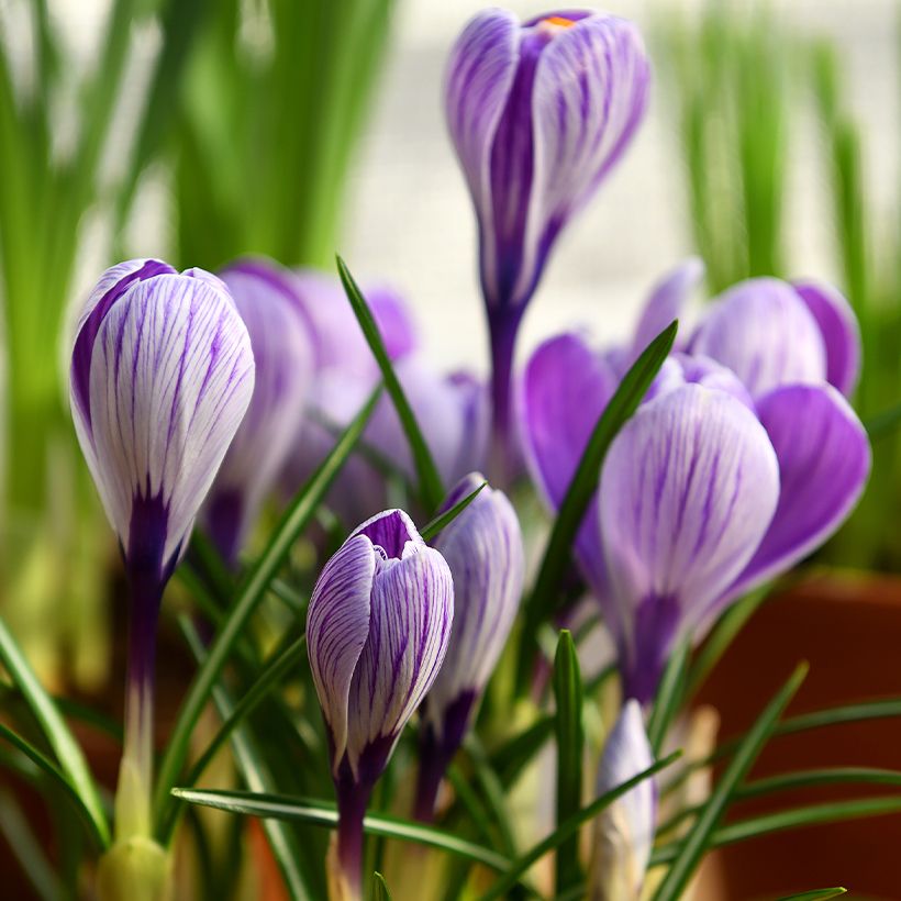Großblütiger Krokus Pickwick - Crocus (Plant habit)